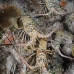 lobster_spiny_caribbean_rgi_wc_v_0577_tci2406.jpg
